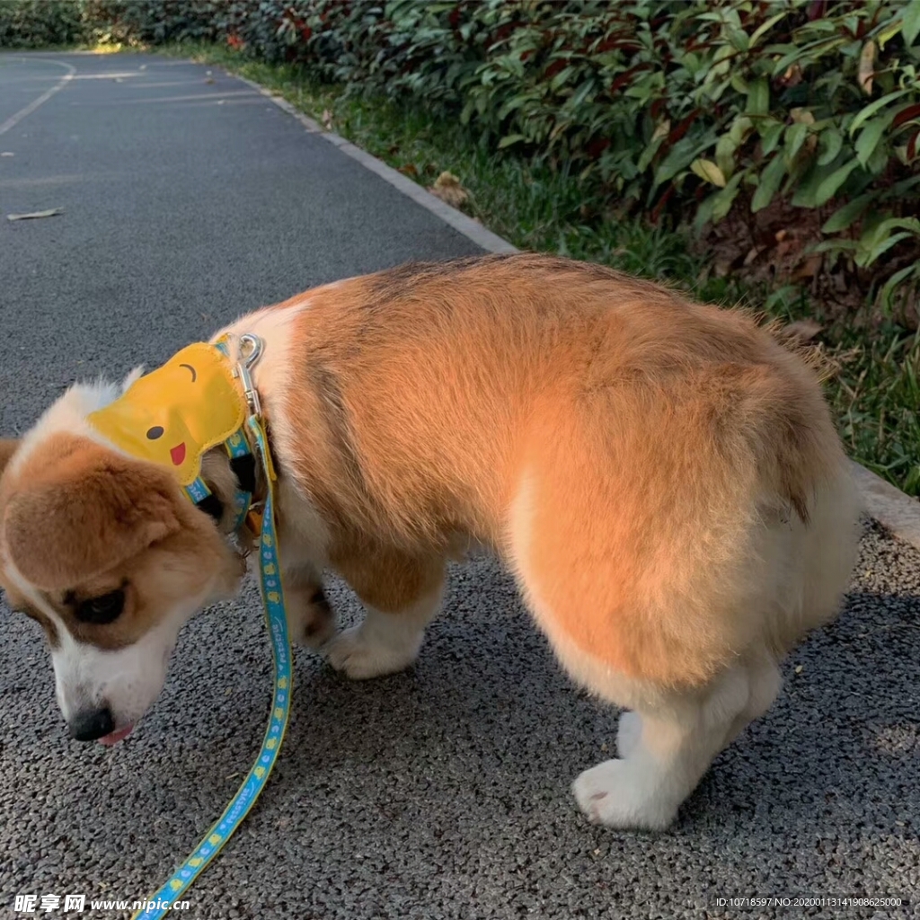 狗狗