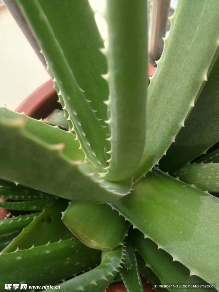 花草 花卉