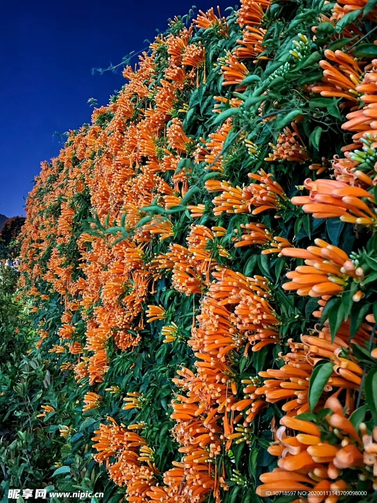 鲜花 花束