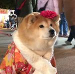 狗狗