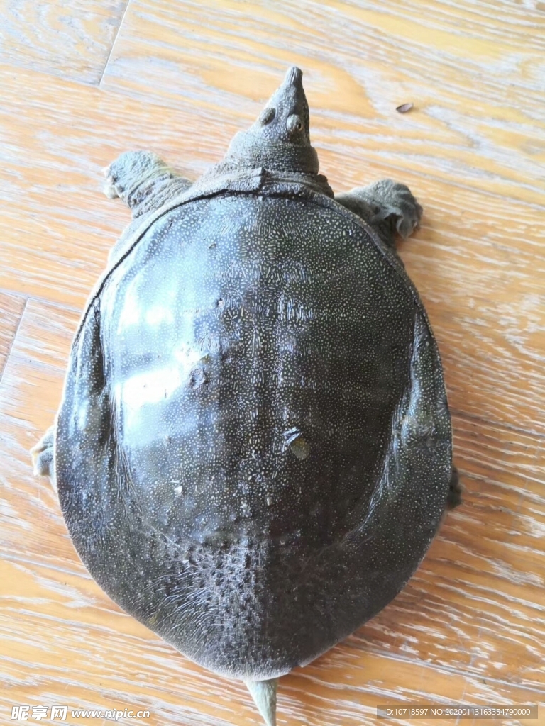 乌龟