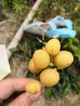 黄皮