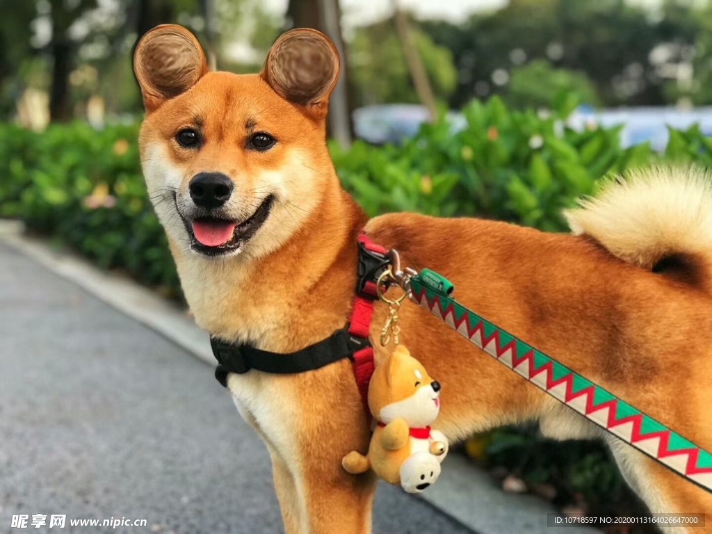 狗狗