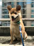 狗狗