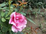 花朵
