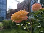 花朵