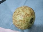 番石榴