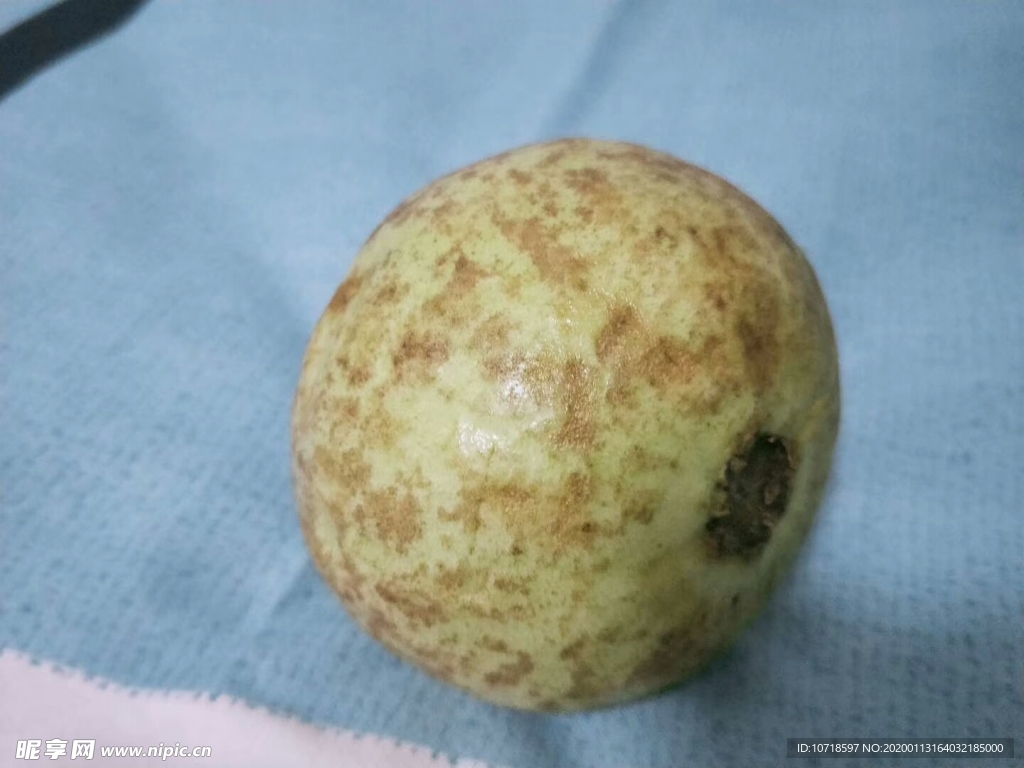 番石榴