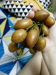 黄皮