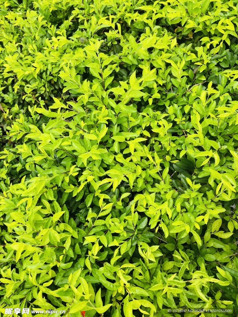 花草 花卉