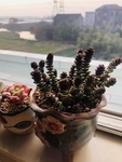 多肉植物