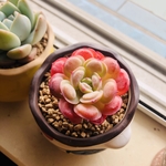 多肉植物