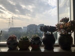 多肉植物