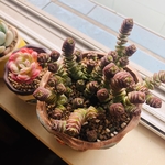多肉植物