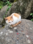 动物小猫橘猫可爱石头上