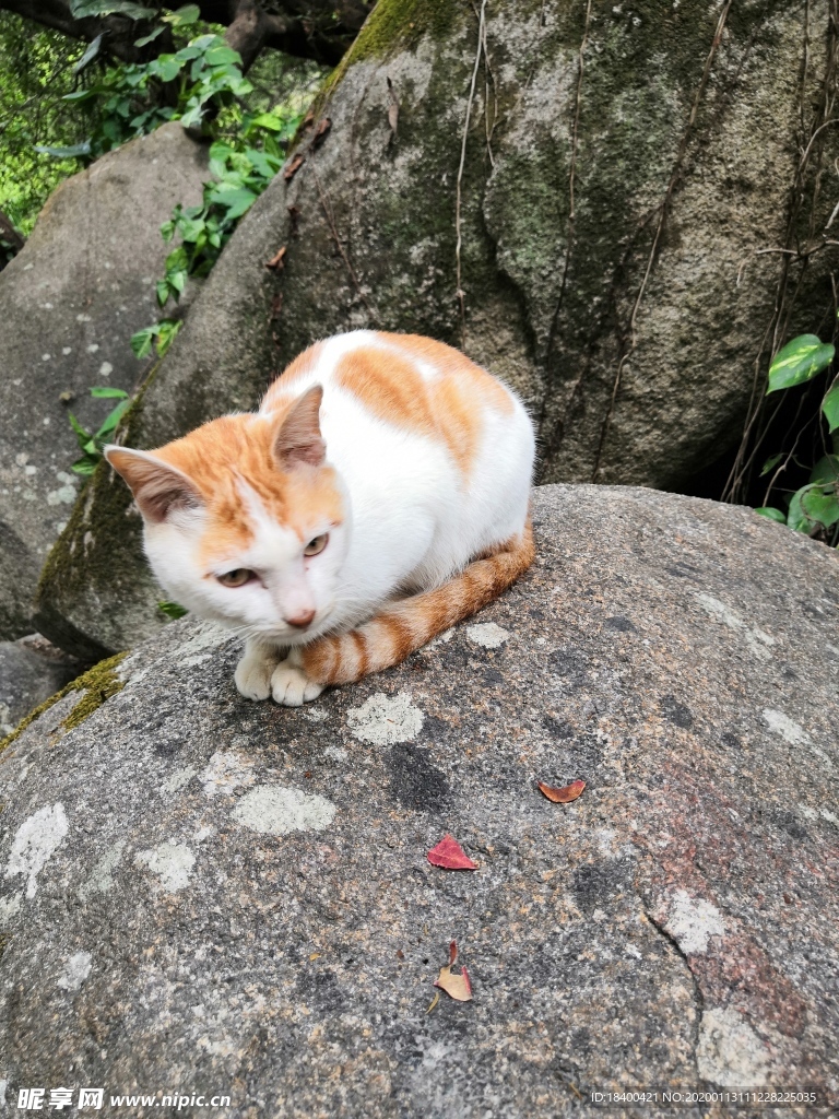动物小猫橘猫可爱石头上