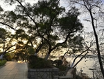 海岸边茂密的树林
