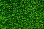 植物图片