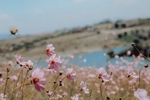 鲜花图片
