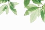 植物图片