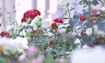 鲜花图片