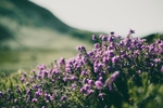 鲜花图片