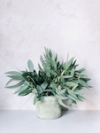 植物图片