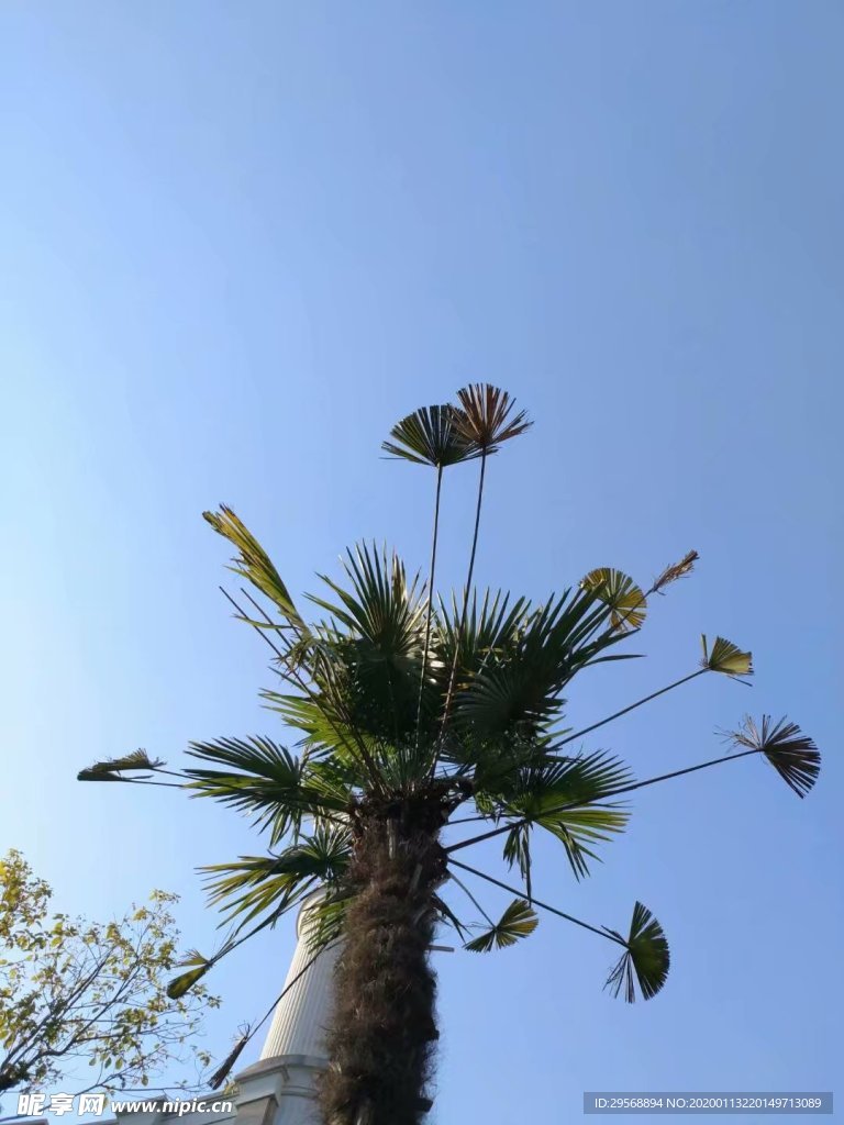 树叶