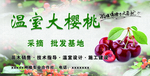 温室大樱桃