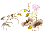 荷花
