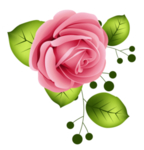 玫瑰花