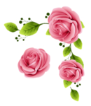 玫瑰花