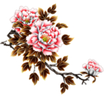 牡丹花