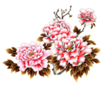 牡丹花