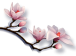 玉兰花