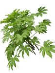 单株小植物