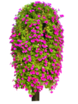 矮牵牛花柱