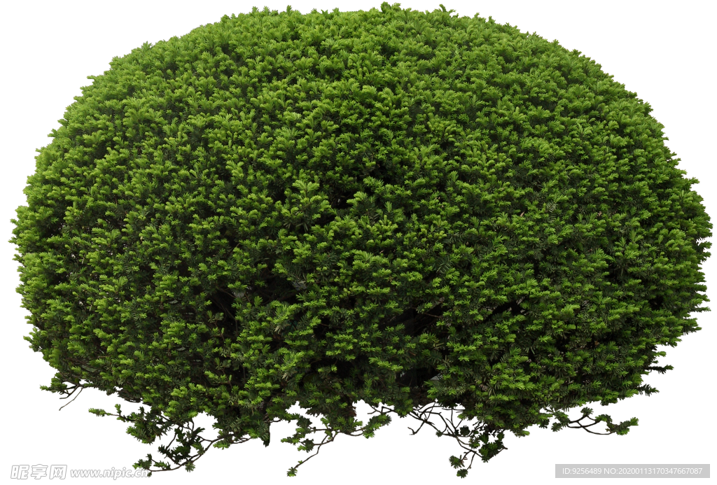 植物球