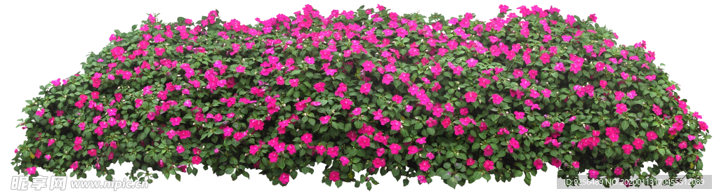 矮花卉