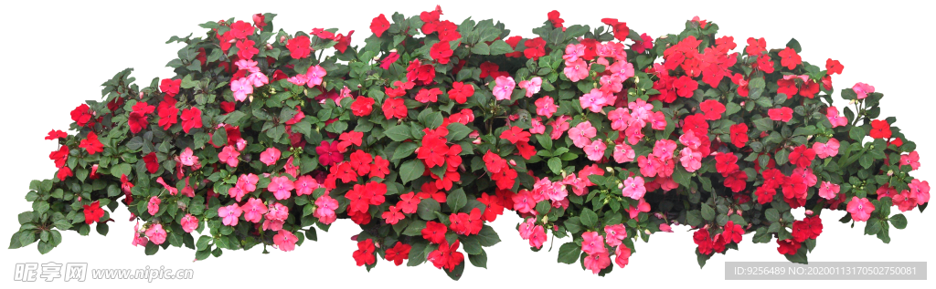 矮花卉