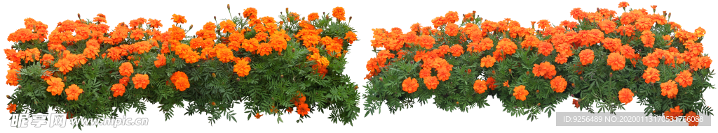矮花卉
