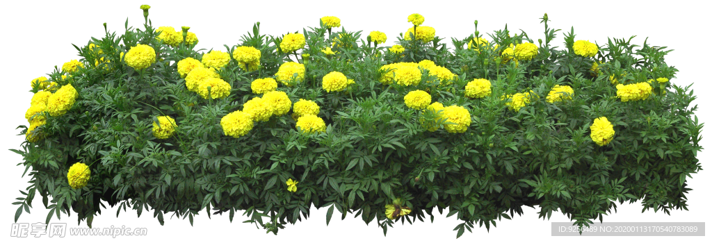 矮花卉