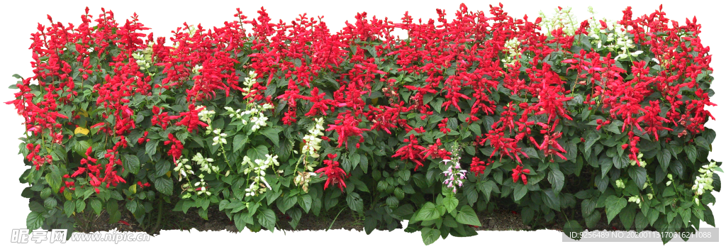 矮花卉