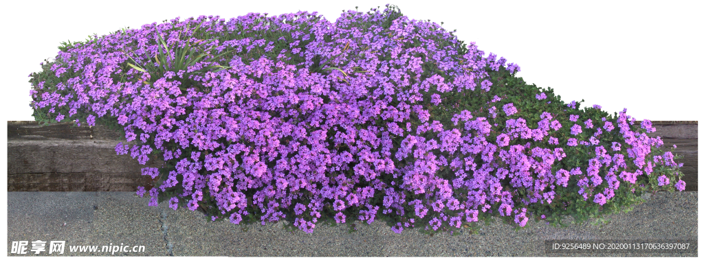 矮花卉