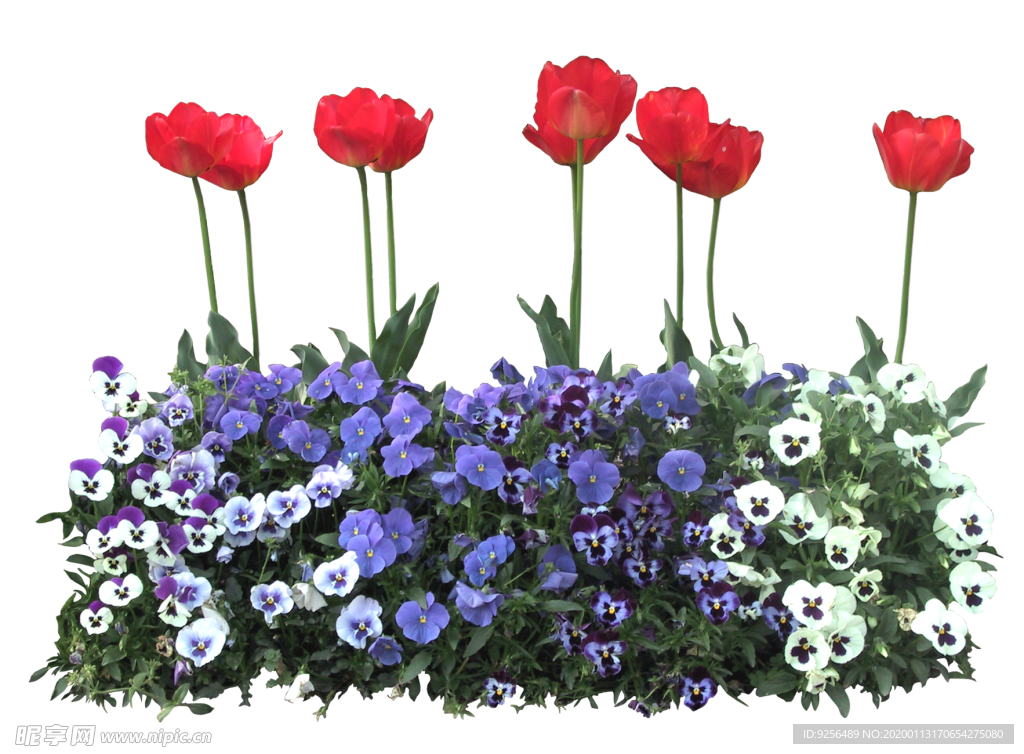 矮花卉