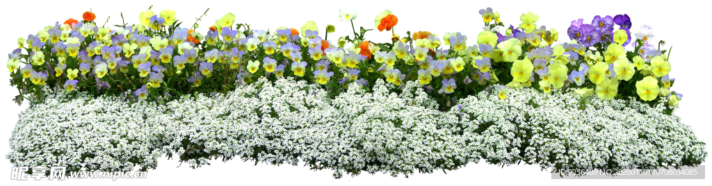 矮花卉