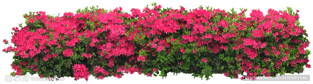 矮花卉