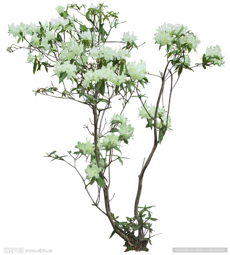 矮花卉