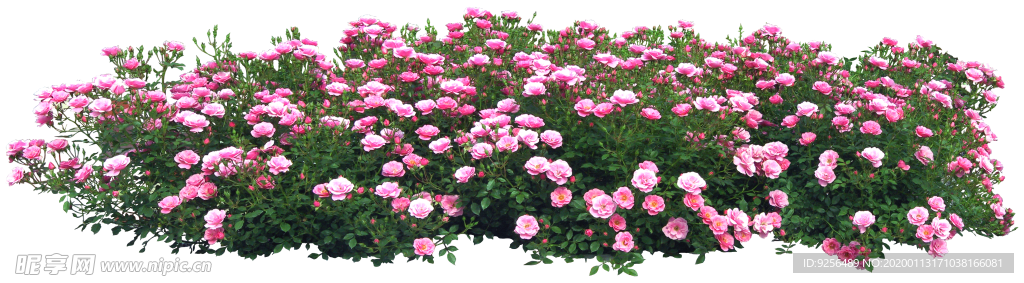 矮花卉