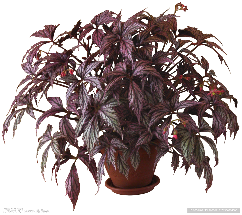 盆栽植物